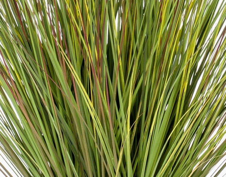 Gelbe Orchideenblüten mit rötlichen Punkten und rötlicher Mitte.