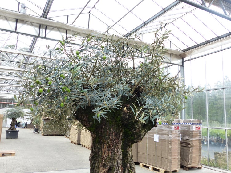 exakt dieser Baum Nr. 24O, 230 cm, Olivenbaum, Bonsai, knorrige alte urige Olive winterhart