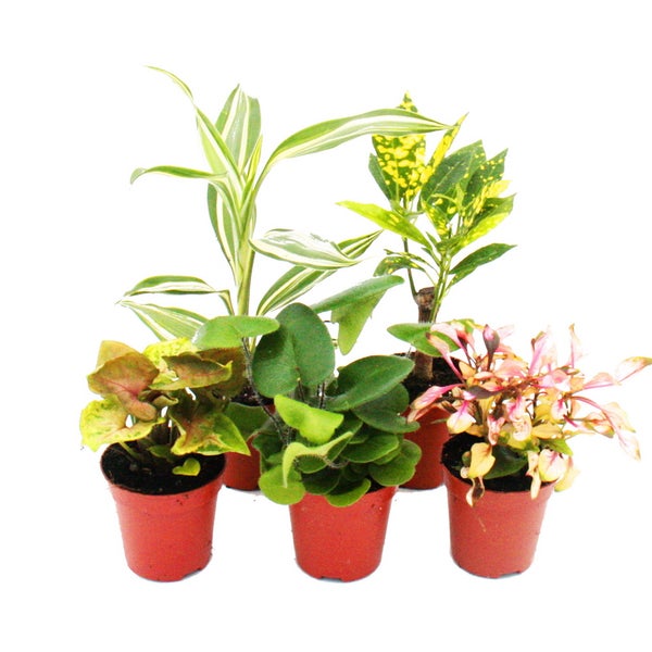 Mini-Pflanzen Set mit 5 buntlaubigen Mini Pflanzen Ideal für kleine Schalen und Gläser Baby-Plant im 5,5cm Topf