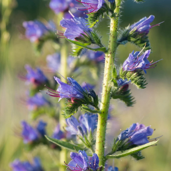 Nahaufnahme einer blühenden Natternkopf Pflanze