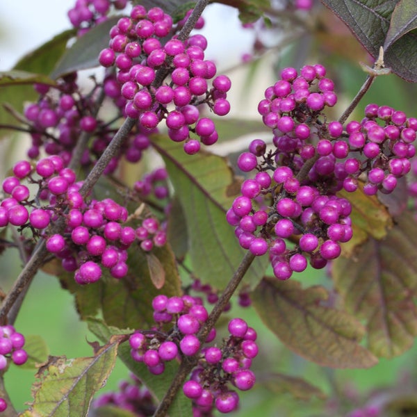 Schönfrucht mit Blättern und Beeren
