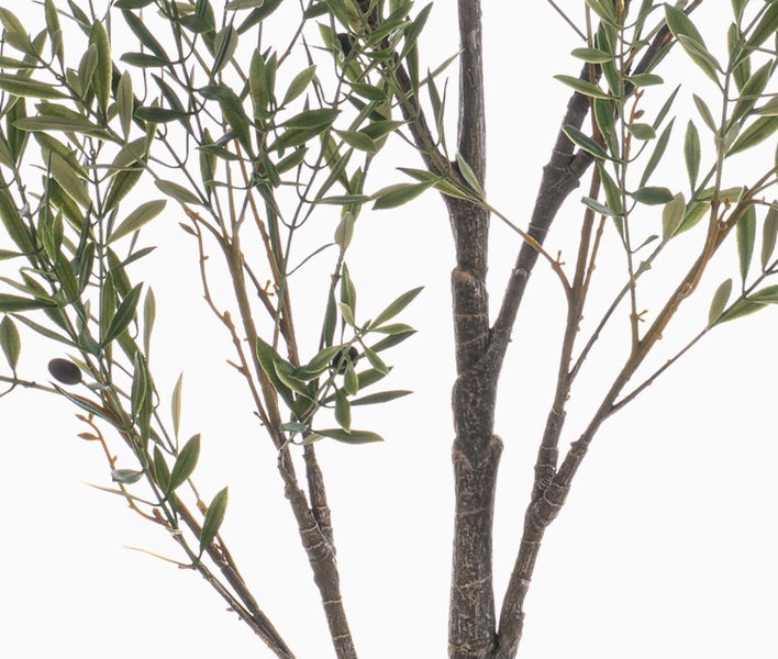 Lilie mit rosa-weißen Blütenblättern und grünen Blütenknospen.