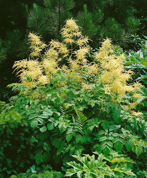 Aruncus dioicus, Wald-Geißbart, weiß, ca. 11x11 cm Topf
