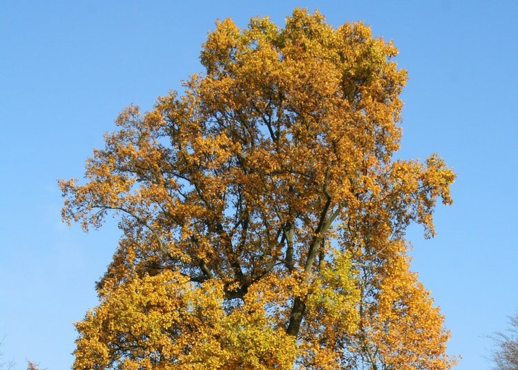 SAFLAX Garden to go - Echter Tulpenbaum - Liriodendron tulipifera  - 20 Samen - Mit Topf, Klima - Deckel und Anzuchtsubstrat