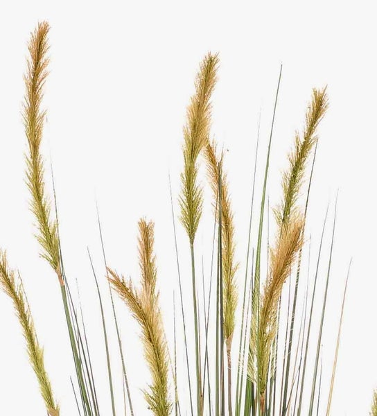 Ziergras mit flauschigen Blütenähren und langen Halmen.