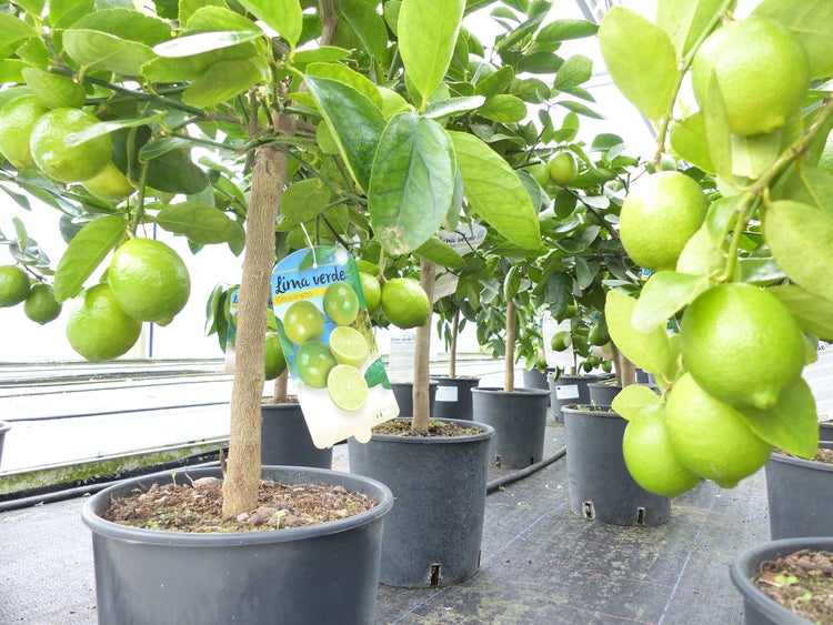 echte Caipi Limette Caipirinha Limettenbaum Citrus Lime 70 - 90 cm Zitruspflanze