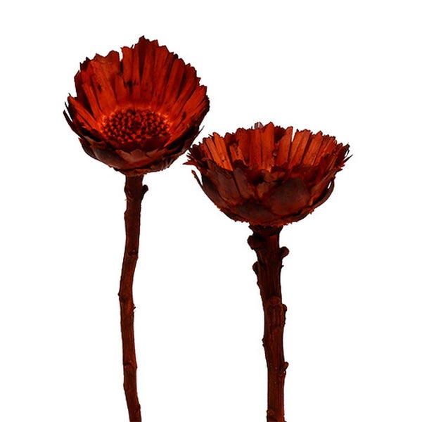 Zwei getrocknete Protea-Blüten mit Stiel