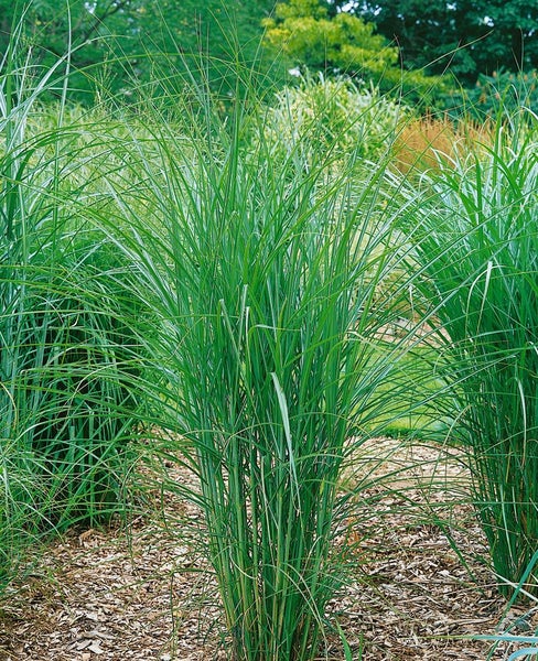 Miscanthus sinensis 'Graziella', Chinaschilf, ca. 11x11 cm Topf