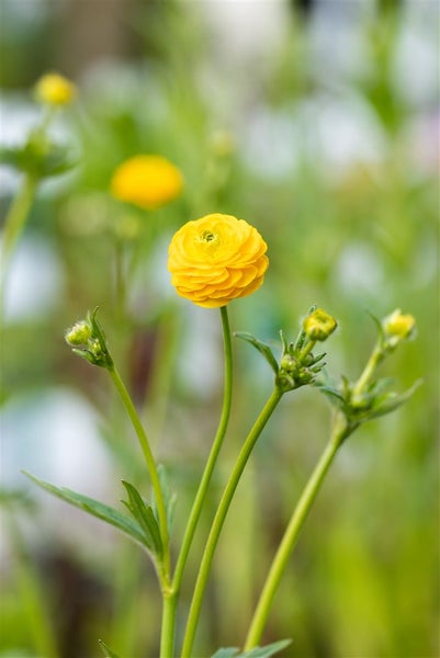 Gelbe Garten-Hahnenfuß-Blüte im Fokus