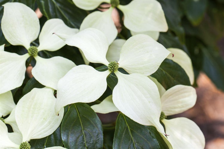 Cornus kousa chinensis 'Schmetterling', Blumen-Hartriegel, 40–60 cm