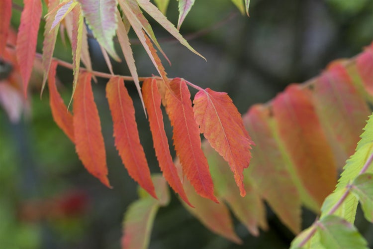 Nahaufnahme von Blättern im Herbst
