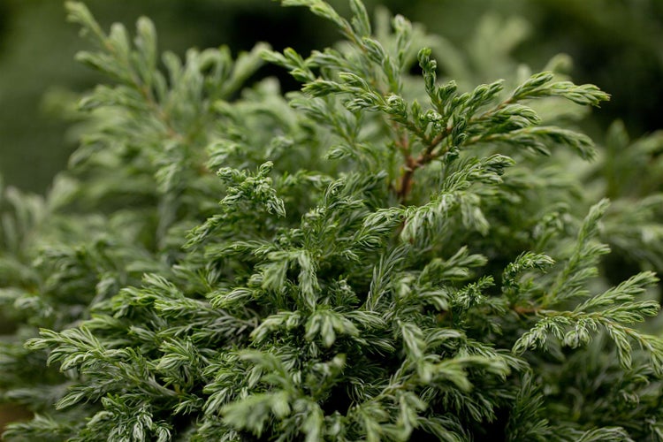 Chamaecyparis pisifera 'Boulevard', Scheinzypresse, blaugrün, 20–30 cm