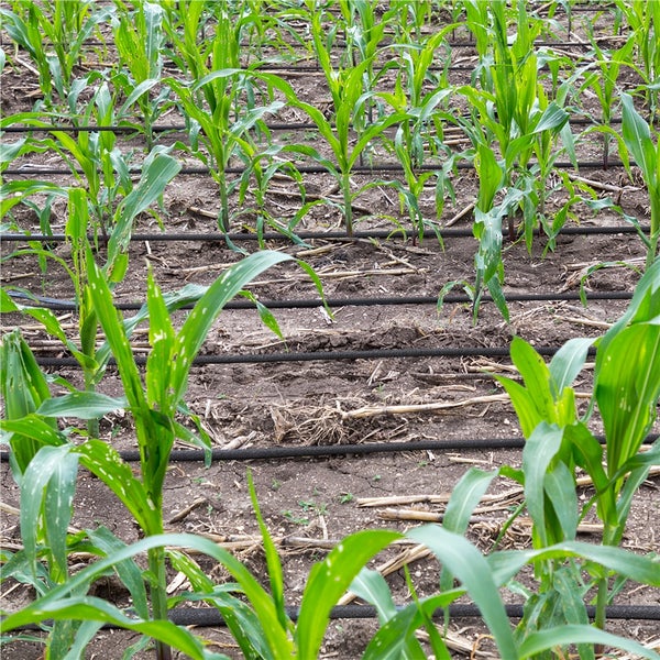 Bewässerungssystem für Maisfeld mit Bewässerungsschläuchen