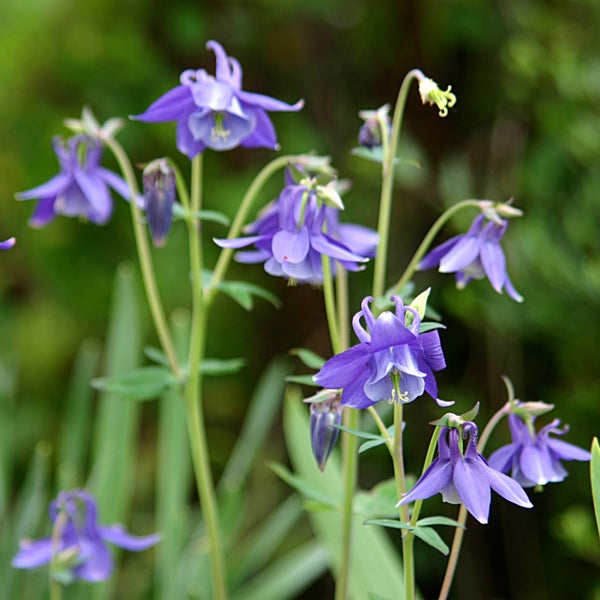 Nahaufnahme von blühenden Akeleiblumen im Garten