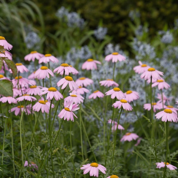 Nahaufnahme eines Feldes mit blühenden rosa Sonnenhüten