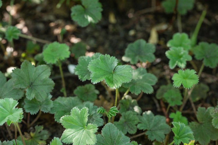 Alchemilla erythropoda, Frauenmantel, kompakt, ca. 9x9 cm Topf