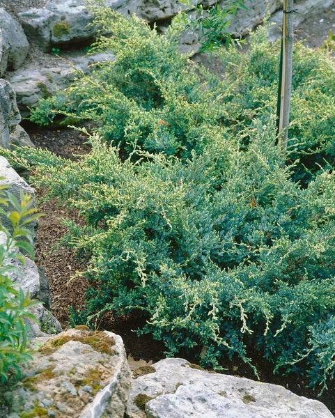 Juniperus squamata 'Holger', Blauer Zwergwacholder, 50–60 cm