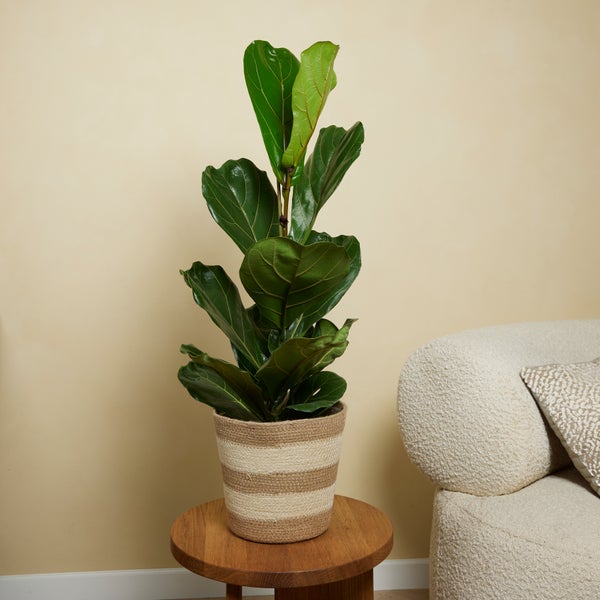 Bloomique - 2er Set - Ficus Lyrata - Geigenfeige - Zimmerpflanzen Groß - Pflegeleicht - Luftreinigend - Höhe 80-100 cm - Topf 21 cm