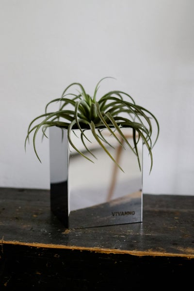 Tillandsia Luftpflanze in einem würfelförmigen Pflanzgefäß aus poliertem Edelstahl mit Vivanno Logo auf einer Holzoberfläche.
