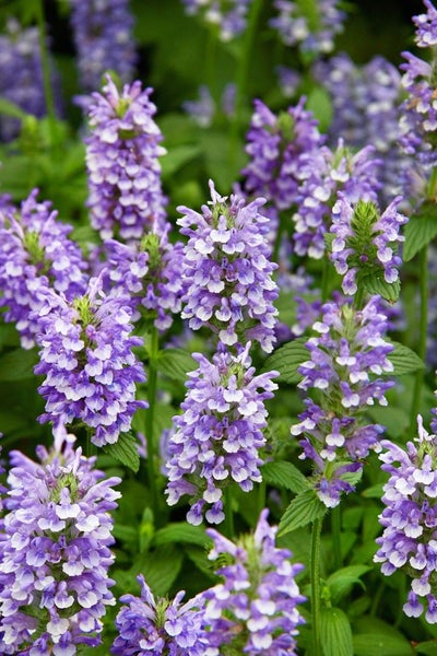 Nepeta nervosa, Katzenminze, blauviolett, ca. 9x9 cm Topf