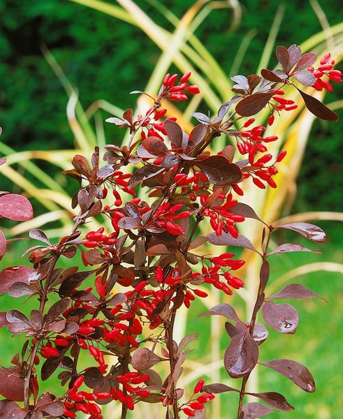 Berberis thunbergii 'Green Carpet', Teppich-Berberitze, grün, 20–30 cm
