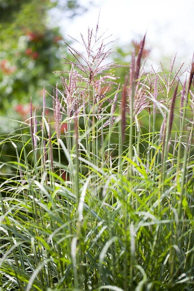 Chinaschilf im Garten