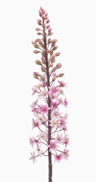 Rosa Blütenknospen an einem Pflanzenstiel.