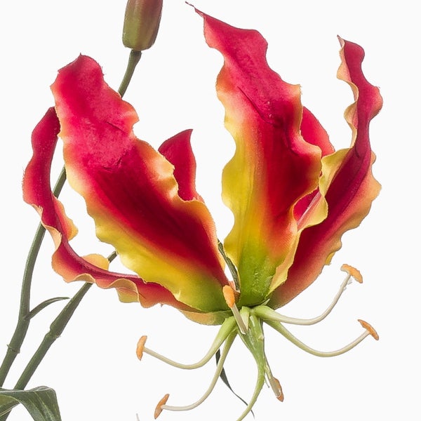 Nahaufnahme einer Gloriosa superba mit Blütenknospen und grünen Stielen.