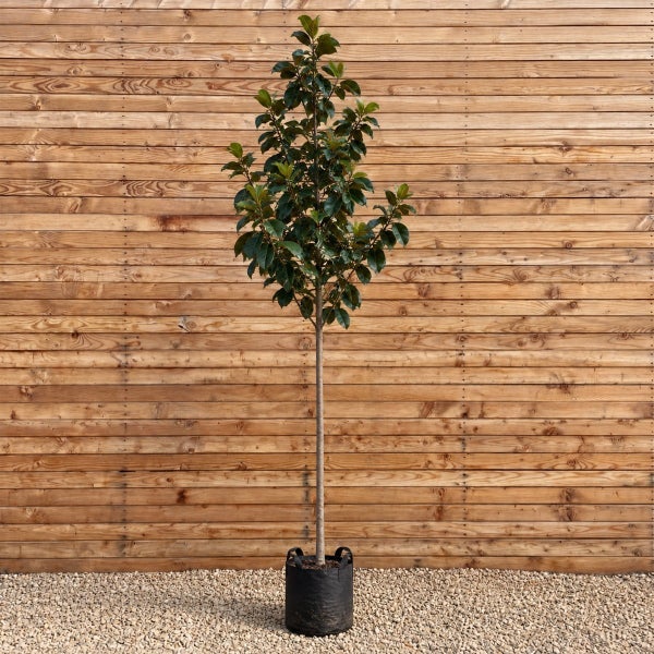 Immergrüner Magnolienbaum als Hochstamm in einem schwarzen Pflanztopf vor einer Holzwand.