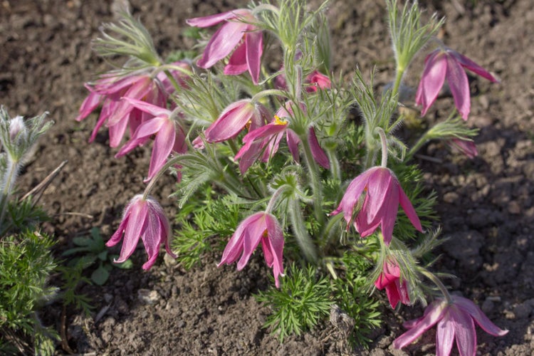 Gruppe von Kuhschellen im Gartenbeet
