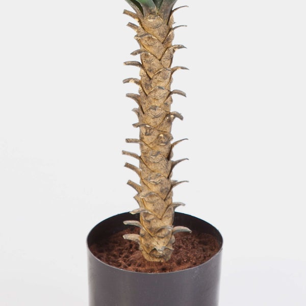 Zimmerpflanze mit strukturiertem Stamm in einem Kunststofftopf.