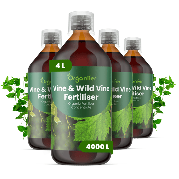 Organifer Wein und Wilder Wein Dünger organisches Konzentrat, vier Flaschen mit insgesamt 4 Liter für bis zu 4000 Liter Dünger.