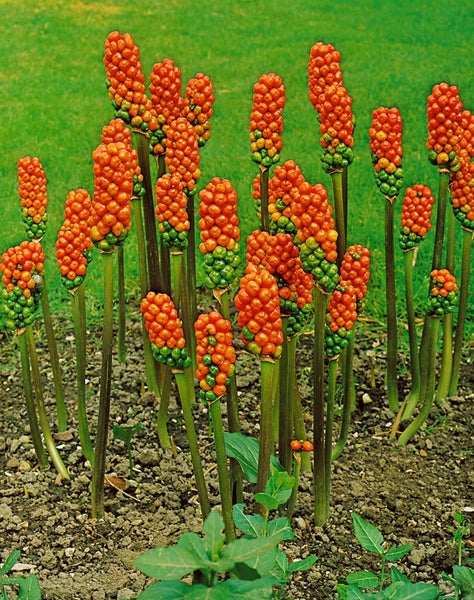 Arum italicum, Italienischer Aronstab, ca. 9x9 cm Topf