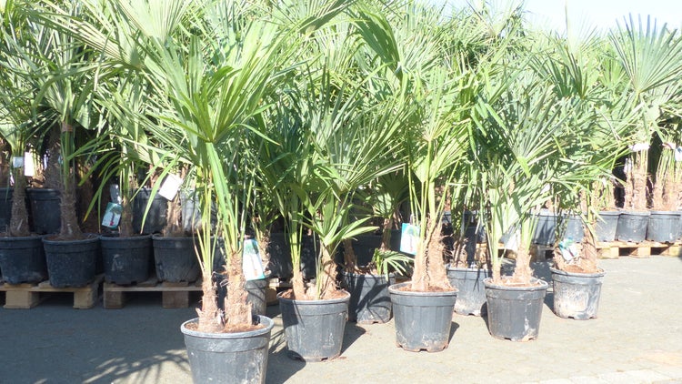 Trachycarpus fortunei Gruppe 120 - 150 cm Palme Hanfpalme, winterhart bis -18°C