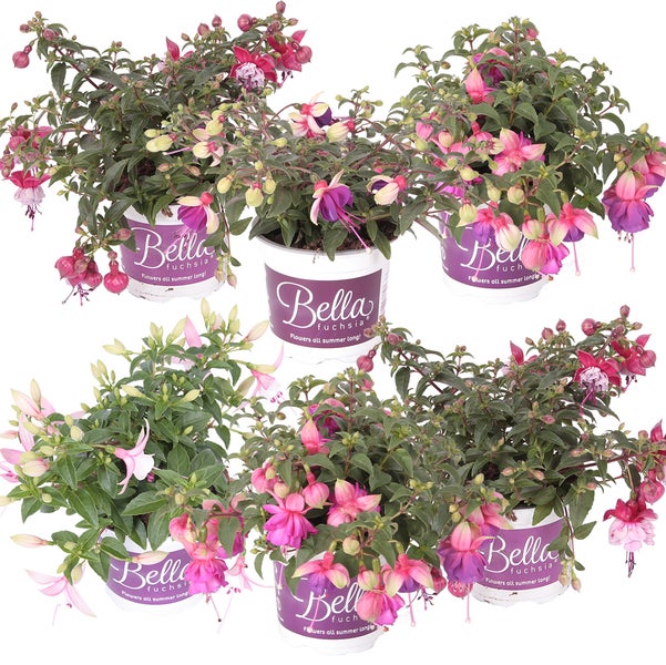 6xFuchsia Bella Mix - Glockenpflanze hängend - Einjährige Pflanze - ⌀10,5 cm - ↕15-20 cm