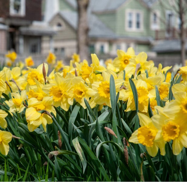 Beet mit blühenden gelben Osterglocken im Frühling vor einem Wohnhaus