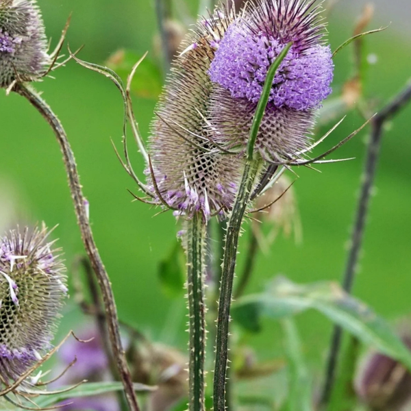 Nahaufnahme einer blühenden Karde im Garten.