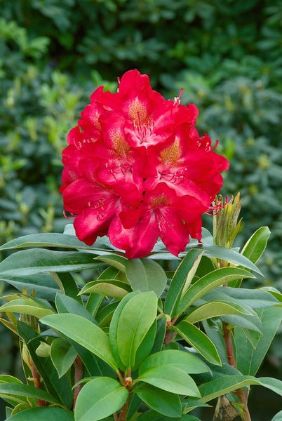 Rhododendron mit roten Blüten