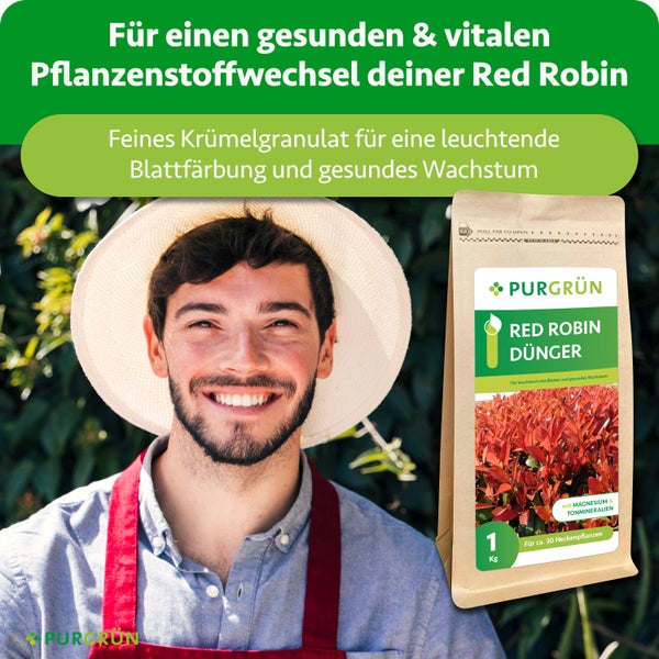 Purgrün Logo, ein lächelnder Gärtner mit Sonnenhut und Schürze neben einer Packung Purgrün Red Robin Dünger für circa 30 Heckenpflanzen.