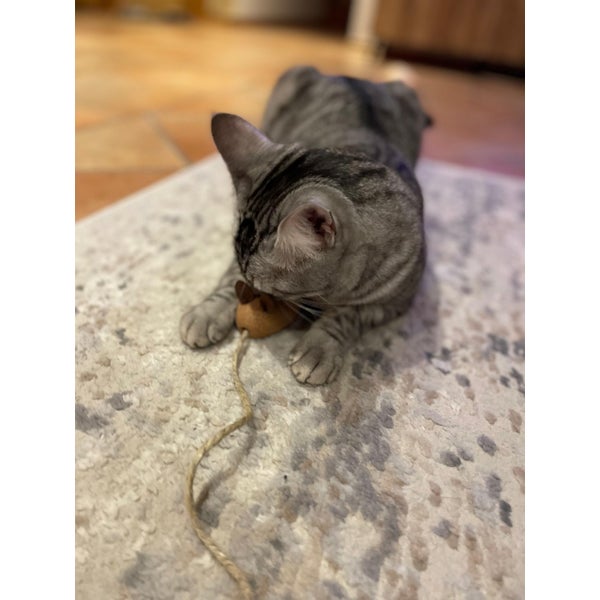 Eine getigerte Katze spielt mit einer Maus aus Holz und Kordel auf einem Teppich.