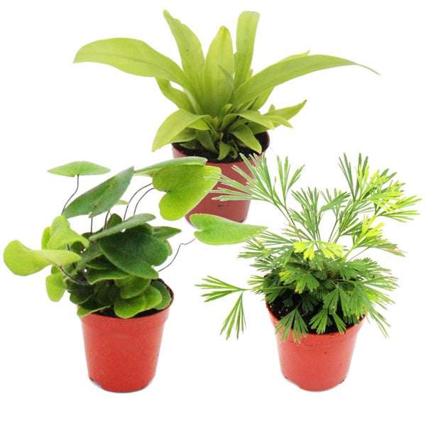 Mini-Farn-Trio - Set mit 3 verschiedenen Mini-Farnen - Asplenium - Actiniopteris - Hemionitis