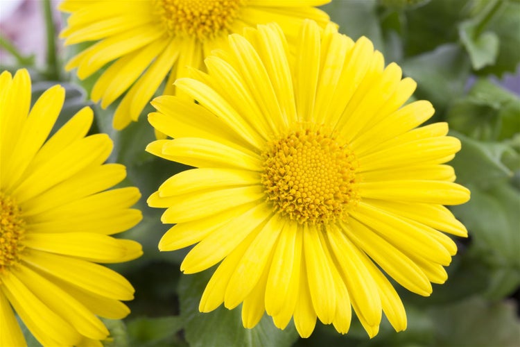 Doronicum orientale 'Leonardo Compact', Gemswurz, gelb, ca. 9x9 cm Topf