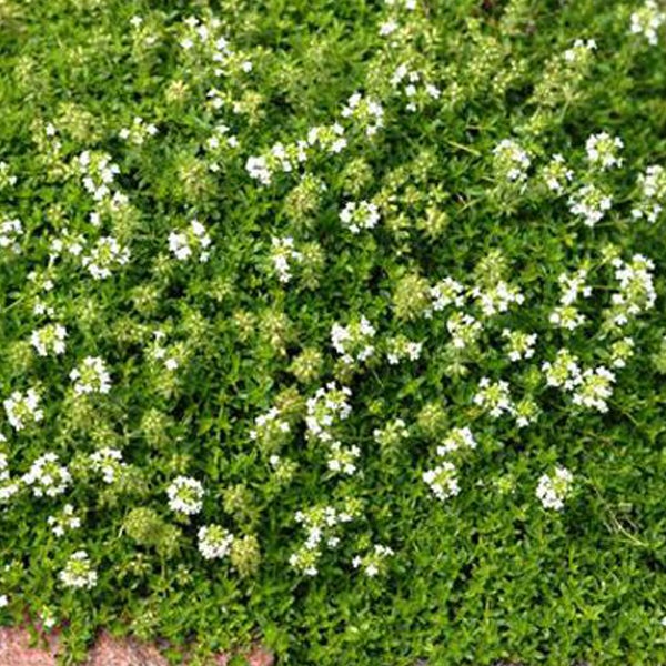 Blühender Bodendecker-Thymian im Gartenbeet