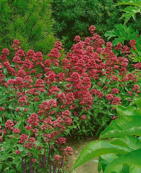 Centranthus ruber 'Coccineus', Rote Spornblume, 2 Liter Container