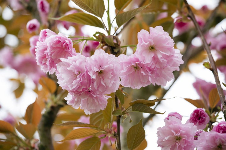 Prunus serrulata 'Kanzan', Japanische Blütenkirsche, rosa, 125 cm Stammhöhe