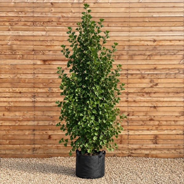 Säulen Ginkgo Baum in einem schwarzen Pflanzkübel vor einer Holzwand