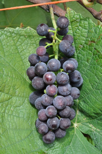 Eine Traube dunkler Weinbeeren an einer Weinrebe mit großem grünem Blatt.