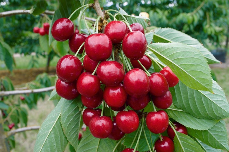 Prunus avium 'Lapins', Süßkirsche, selbstfruchtend, 150–200 cm