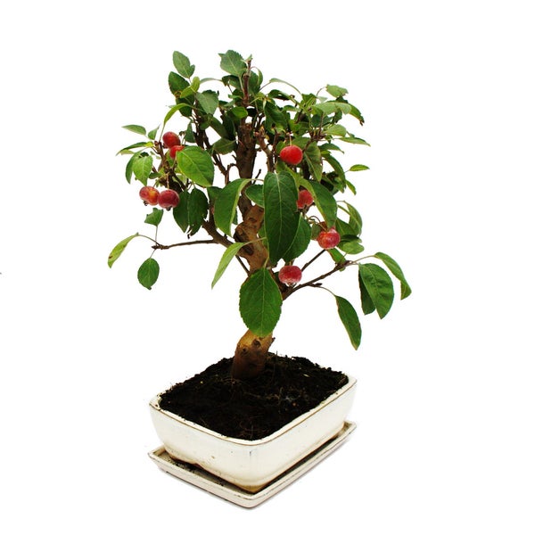 Bonsai-Baum Malus mit kleinen roten Früchten in einer weißen Keramikschale.