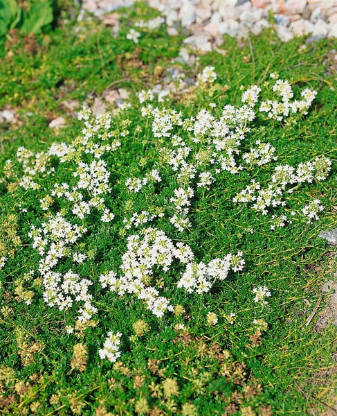 Thymus serpyllum var.albus, Sand-Thymian, weiß, ca. 9x9 cm Topf